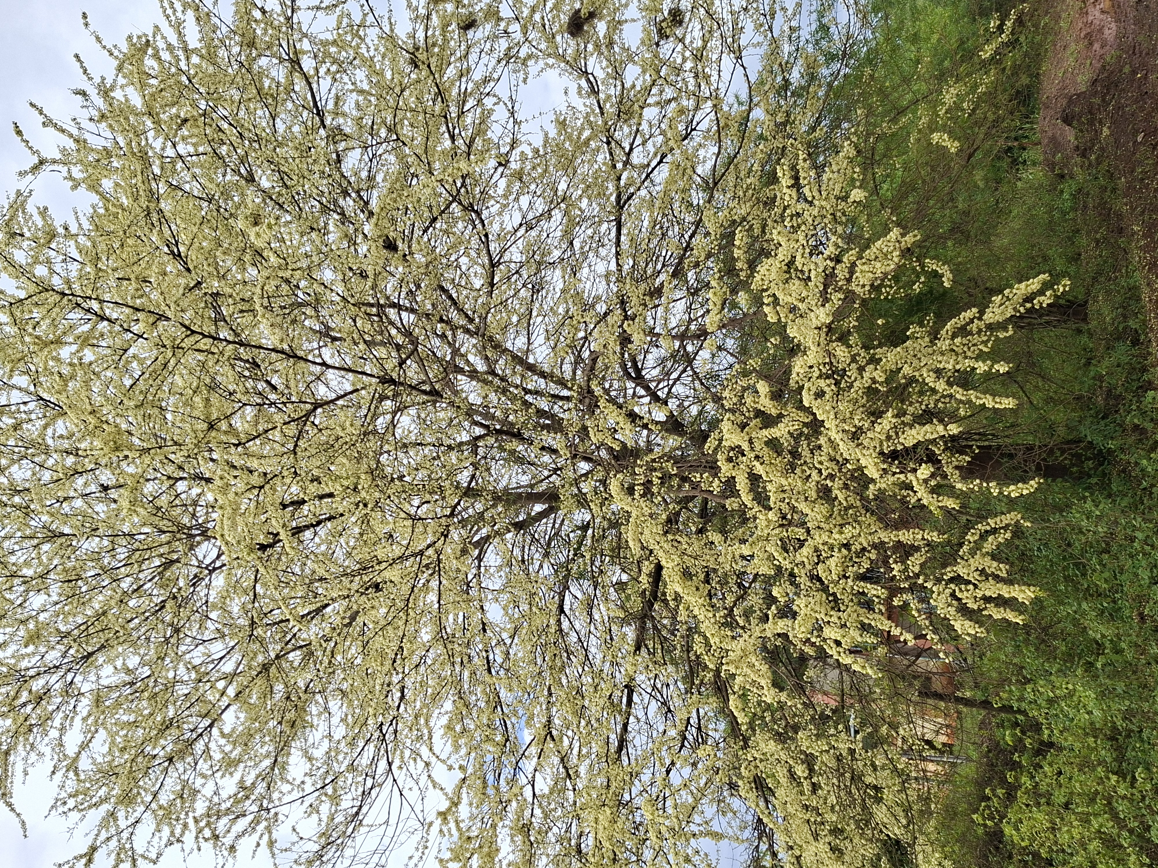 Research on Chyulu Indegineous tree cover, for informed Apiculture solutions