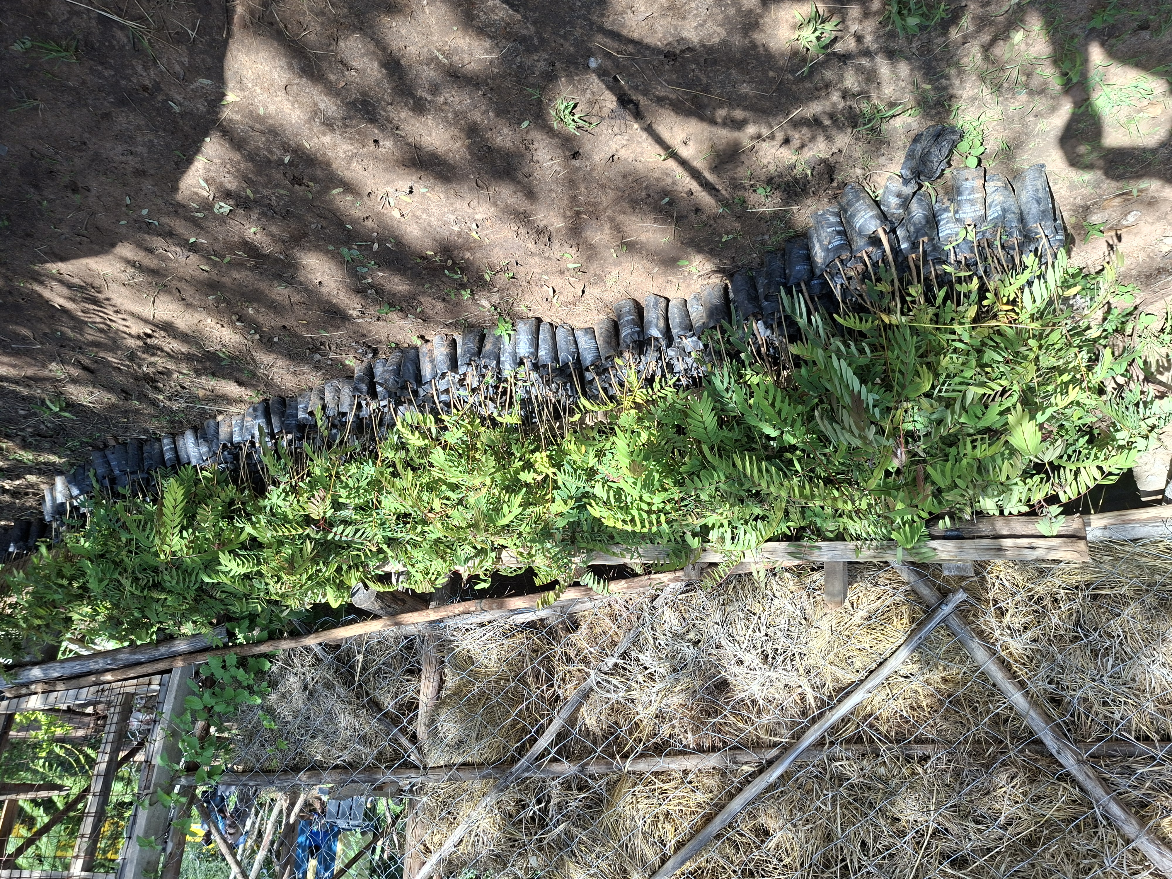 Donation of 400 tree seedlings to Makutano community school in Kathonzweni.